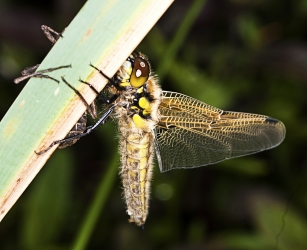 Sympetrum vulgatum