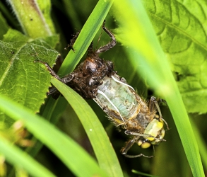 Sympetrum vulgatum