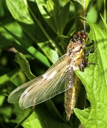 Sympetrum vulgatum