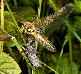 Sympetrum vulgatum