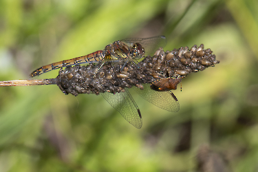 Sympetrum vulgatum