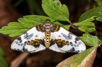 Abraxas sylvata