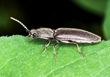 Actenicerus sjaelandicus