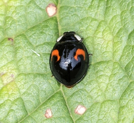 Adalia decempunctata