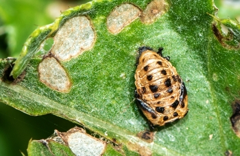 Adalis bipunctata