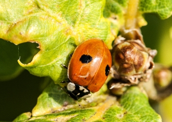 Adalis bipunctata