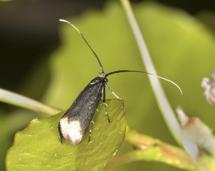 Adela reaumurella