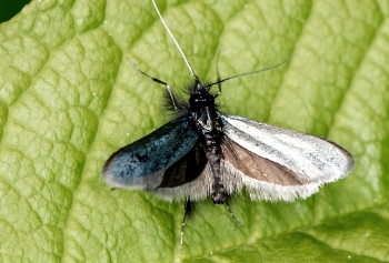 Adela reaumurella