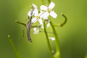 Aedes geniculatus