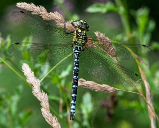 Aeshna cyanea