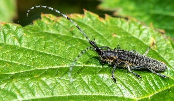 Agapanthia villoseviridiscens