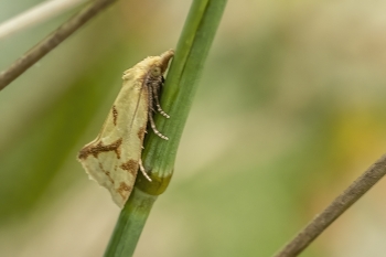 Agapeta hamana