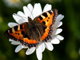 Aglais urticae