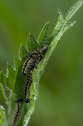 Aglais urticae