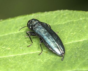 Agrilus cyanescens