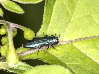 Agrilus spec.