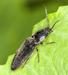 Agriotes obscurus