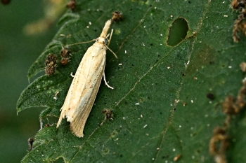 Agriphila straminella