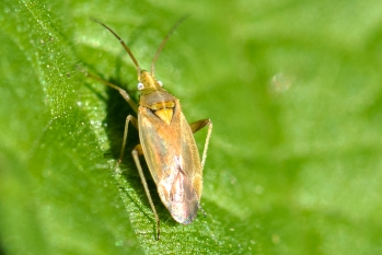 Amblytylus nasutus