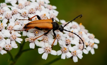 Anastrangalia sanguinolenta