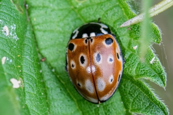 Anatis ocellata