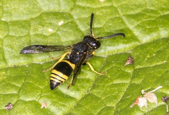 Ancistrocerus gazella