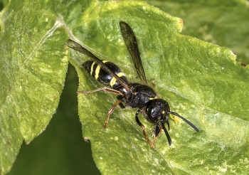 Ancistrocerus scoticus