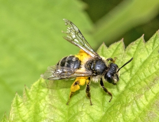 Andrena denticulata