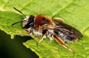 Andrena haemorrhoa