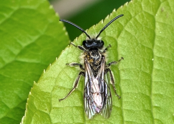 Andrena spec.