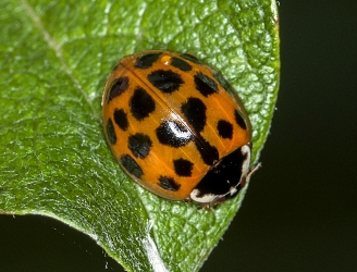 Anisosticta novemdecimpunctata