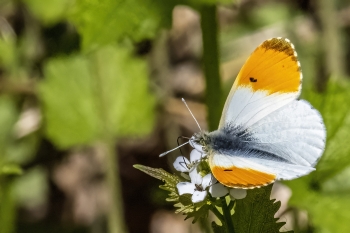 Anthocharis cardamines