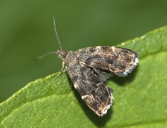 Anthophila fabricana