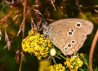 Aphantopus hyperantus