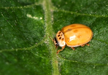 Aphidecta obliterrata