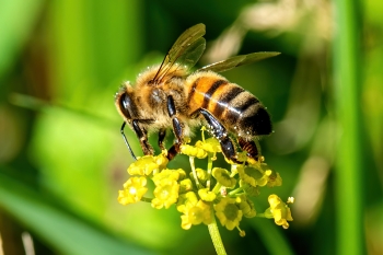 Apis melifera