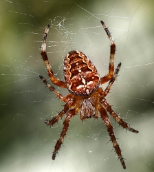 Araneus diadematus