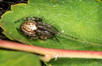 Araneus diadematus