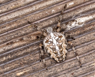 Araneus diadematus