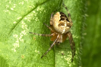 Araneus diadematus