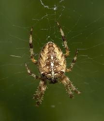 Araneus diadematus