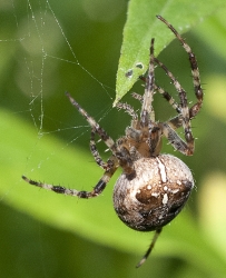 Araneus diadematus