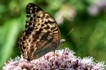 Argynnis paphia