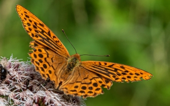 Argynnis paphia