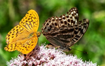 Argynnis paphia