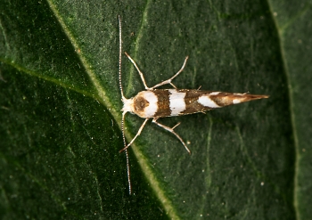 Argyresthia goedartella