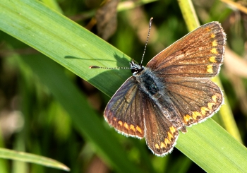 Aricia agestis