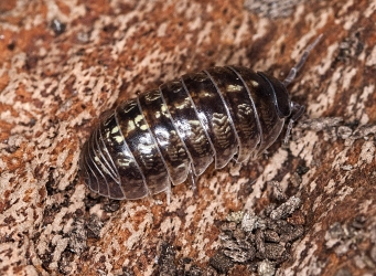 Armadillidium spec.