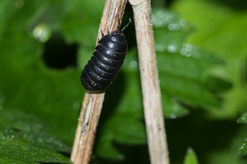 Armadillidium vulgare