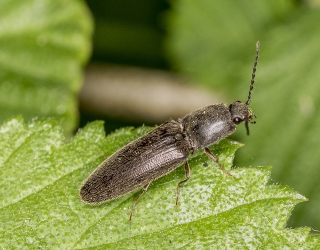 Athous haemorrhoidalis